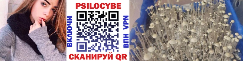 Галлюциногенные грибы Psilocybine cubensis  Истра 