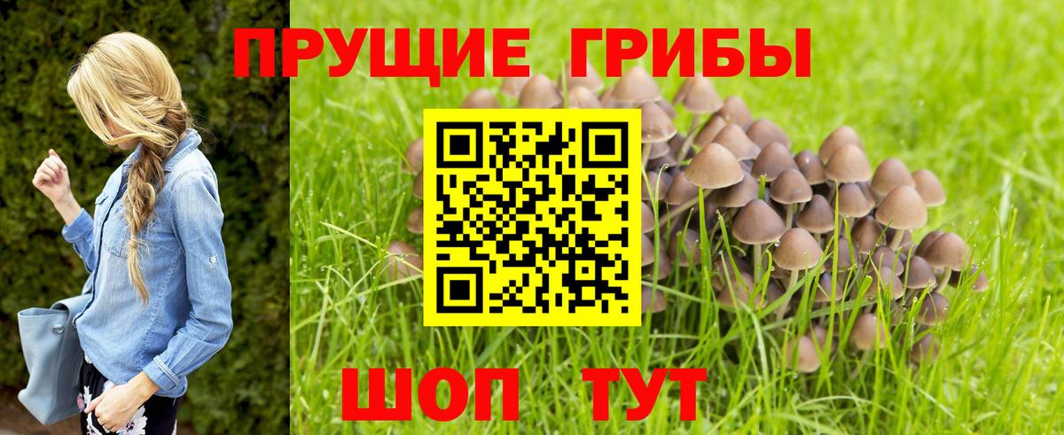 Псилоцибиновые грибы Psilocybine cubensis Истра